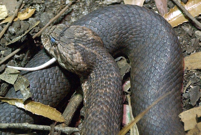 Top 10 Most Deadly and Most Venomous Snakes in the World