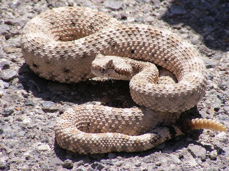 rattle snake battle snake