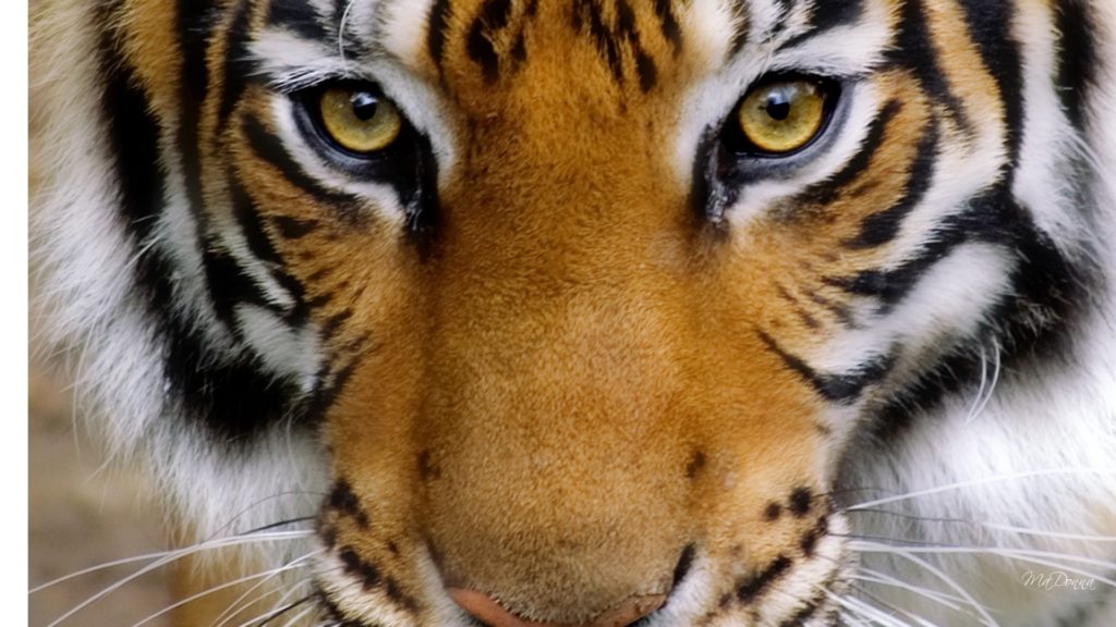 10 Unusual Tiger Facts - Facts about Tigers