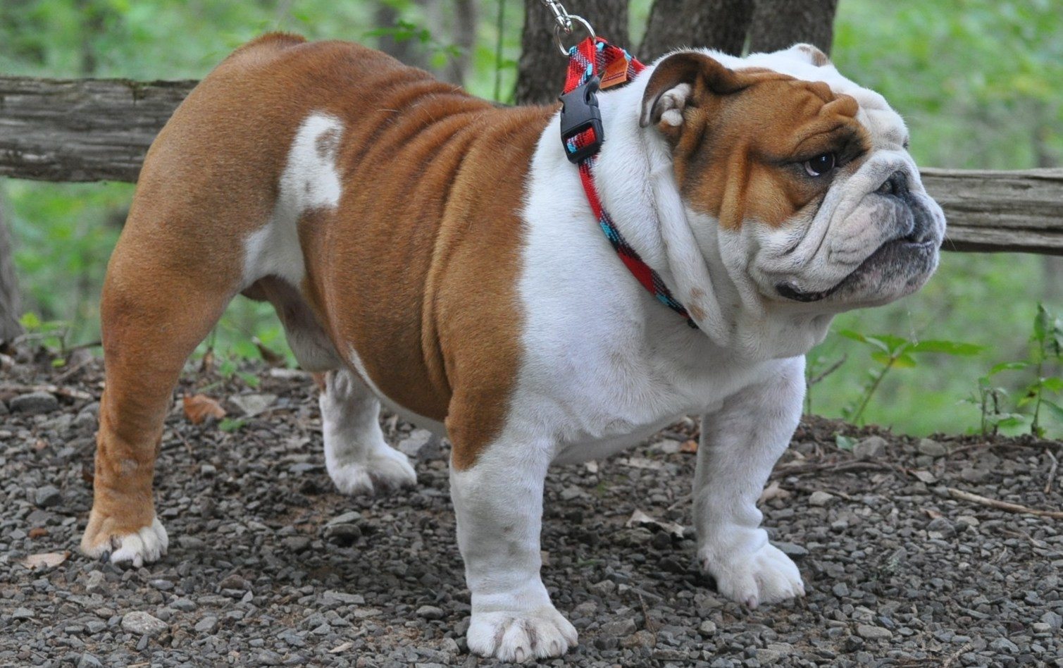 How Much Does A Mini English Bulldog Weight