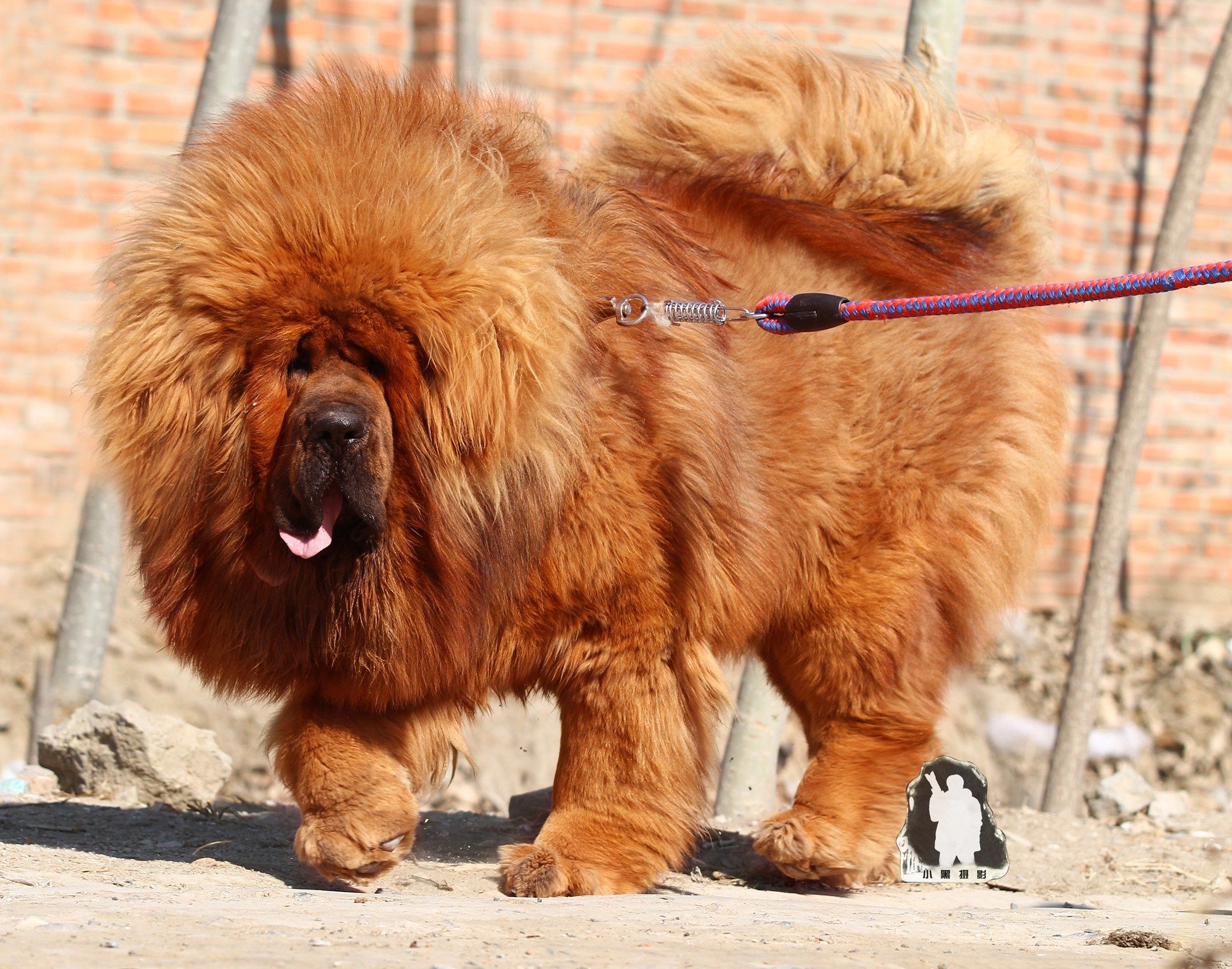 Tibetan Mastiff HD Wallpapers 