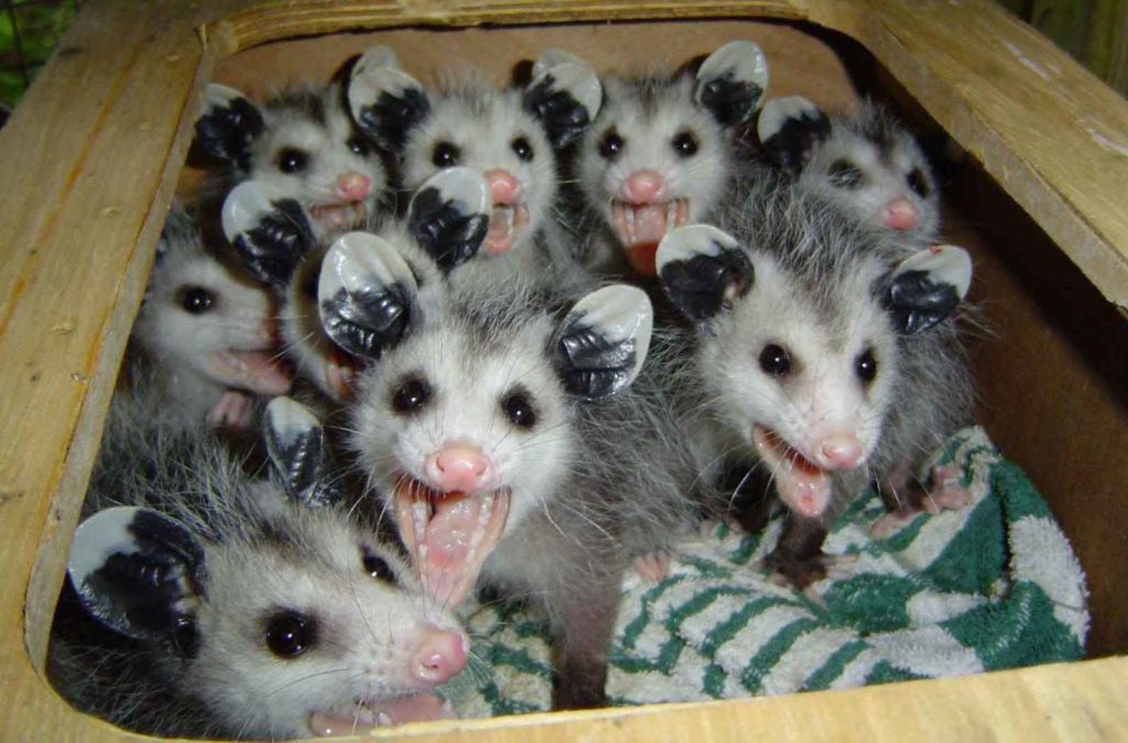 Top 10 Weird Myths About Animals