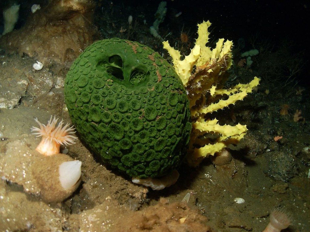 who does the sea sponge defend itself who does the sea sponge move