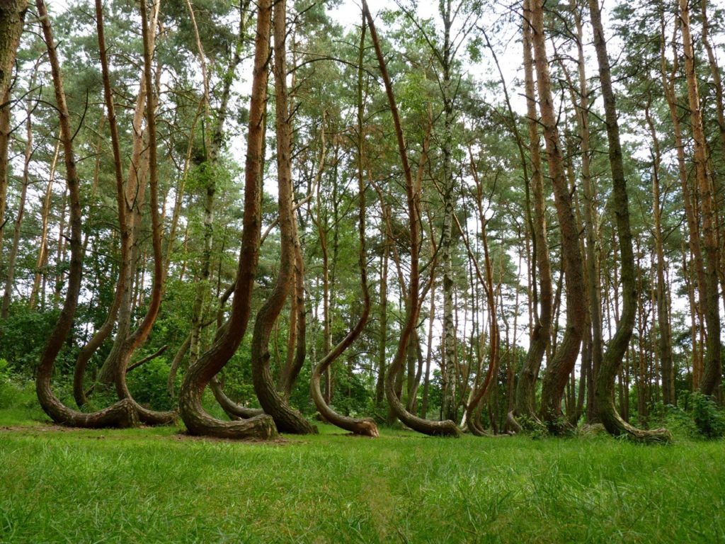 crooked-forest-1