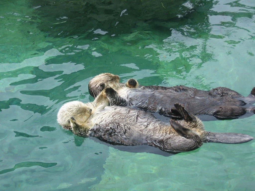 17 Fascinating Facts About Otters That You Didn't Know